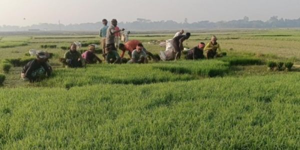 বোরো আবাদে ব্যস্ত হাওরাঞ্চলের কৃষক, শ্রমিক সংকট